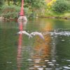 020_fort_augustus_bis_gairlochy