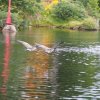 021_fort_augustus_bis_gairlochy