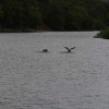 023_fort_augustus_bis_gairlochy
