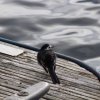 026_fort_augustus_bis_gairlochy