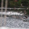 028_fort_augustus_bis_gairlochy