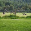 030_fort_augustus_bis_gairlochy