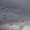 038_fort_augustus_bis_gairlochy