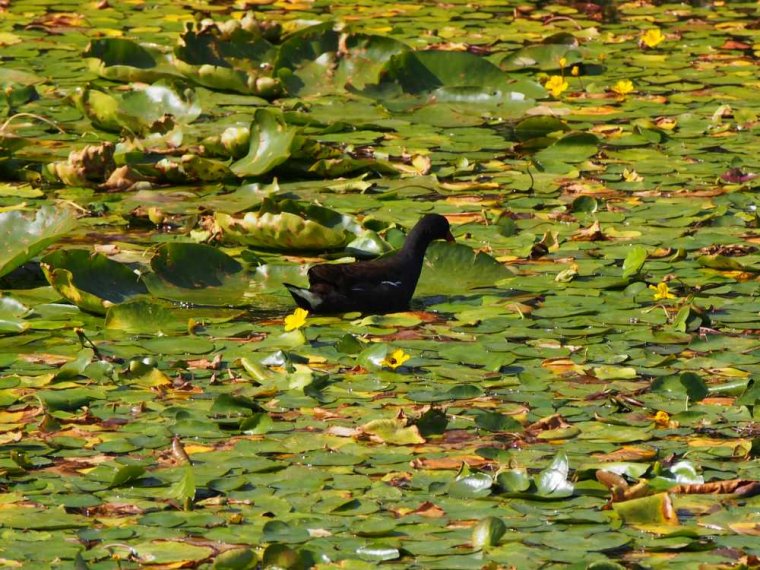 010_breakwater_country_park