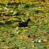 010_breakwater_country_park