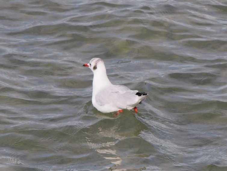 015_weymouth_stadtrundgang