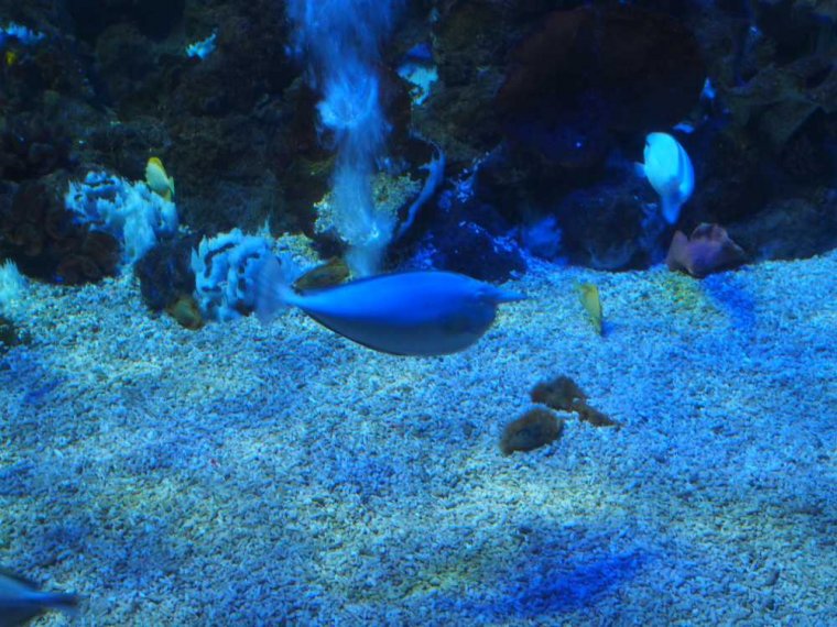 001_sealife_aquarium