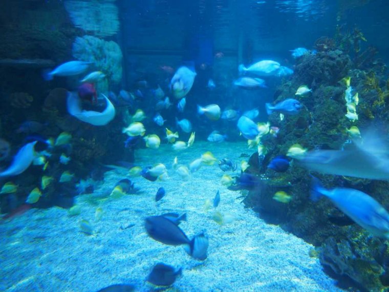 002_sealife_aquarium