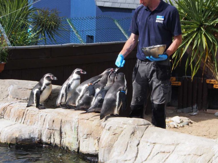 004_sealife_aquarium