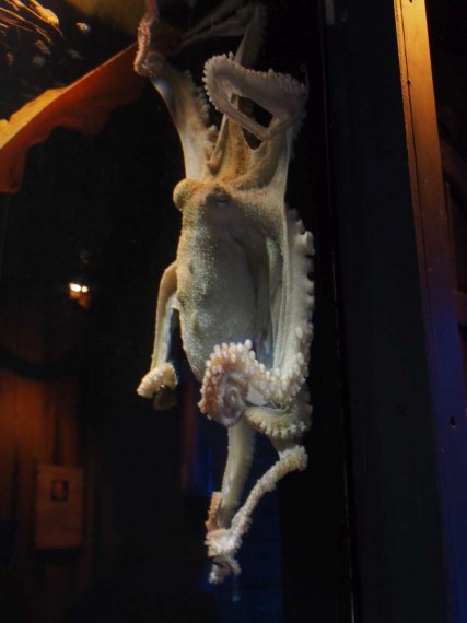 005_sealife_aquarium