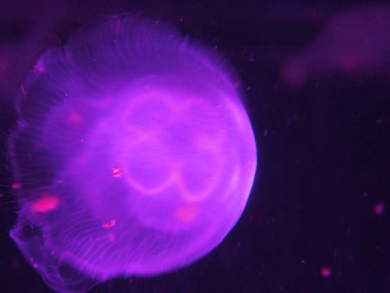 008_sealife_aquarium
