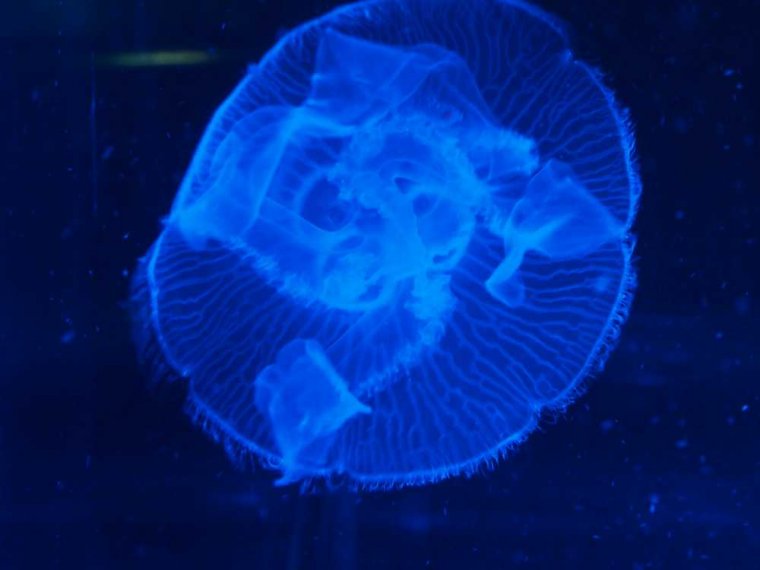 009_sealife_aquarium