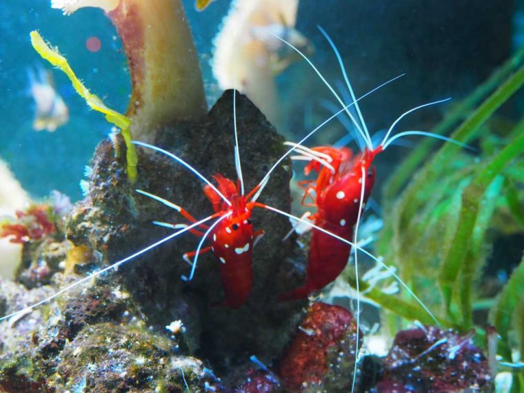 010_sealife_aquarium