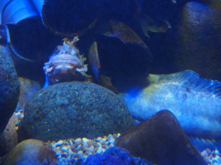 011_sealife_aquarium