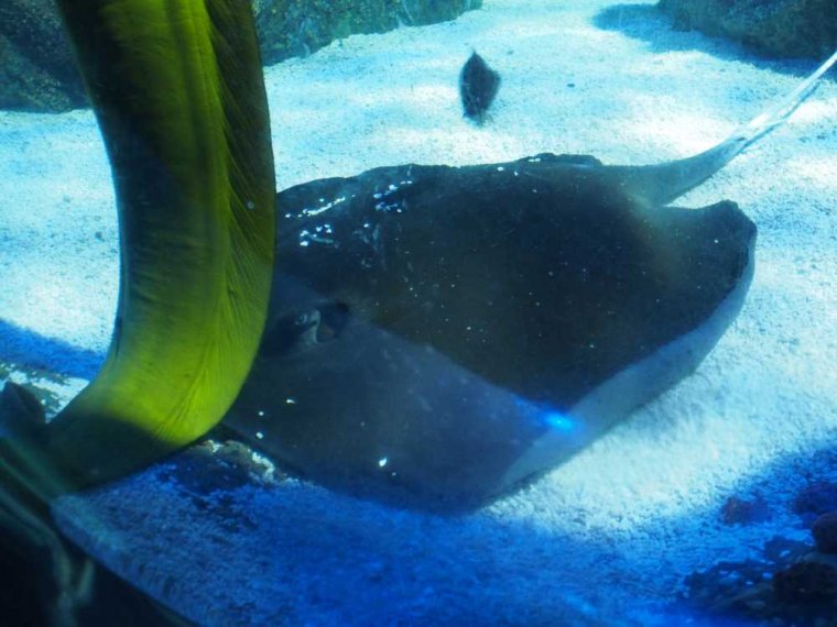 018_sealife_aquarium