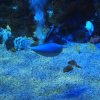 001_sealife_aquarium