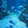 002_sealife_aquarium