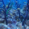 007_sealife_aquarium