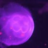 008_sealife_aquarium