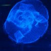009_sealife_aquarium