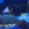 011_sealife_aquarium