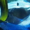 018_sealife_aquarium