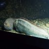 010_kabelvaag_aquarium