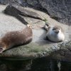 014_kabelvaag_aquarium