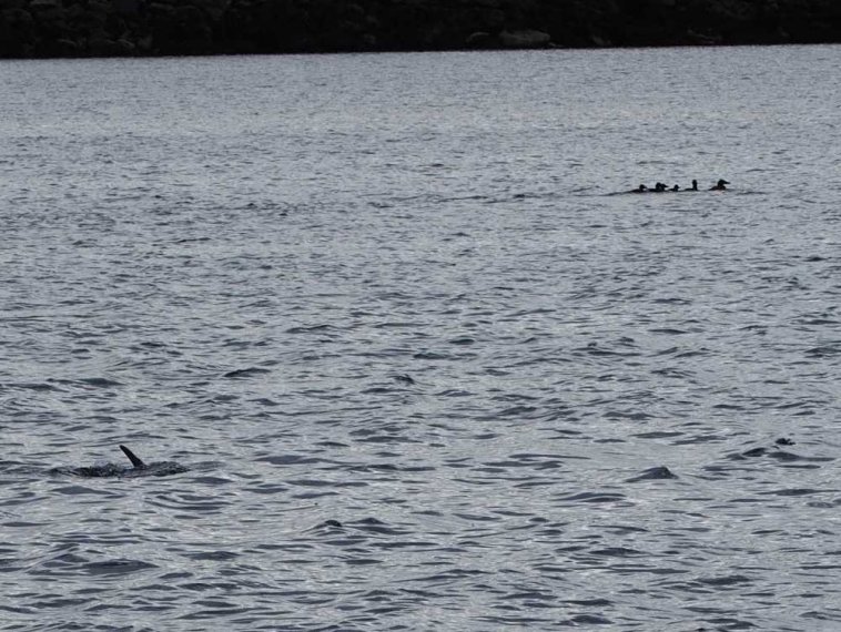 006_ottersoyen_kongensvollen