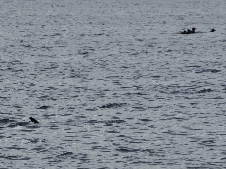 007_ottersoyen_kongensvollen