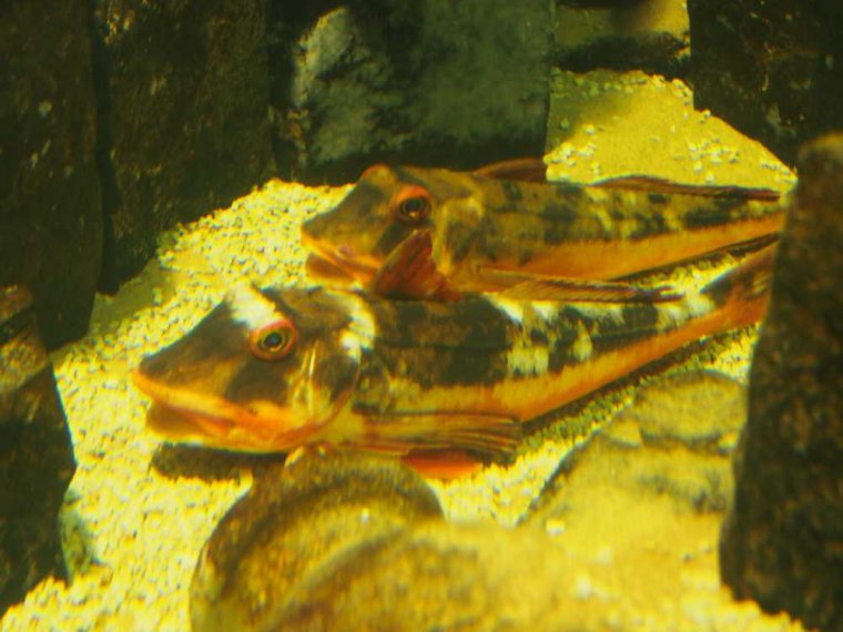 005_den_helder_aquarium