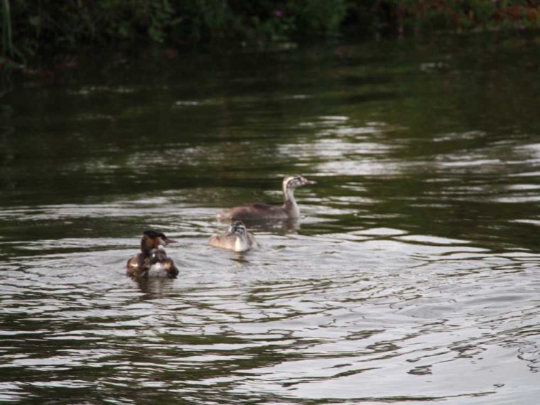 002_knapp_vor_alkmaar