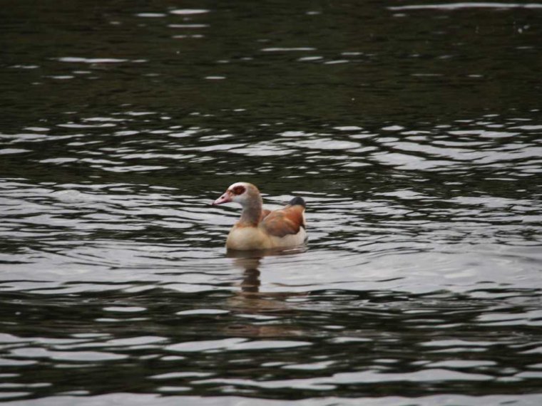 003_haarlem_alphen_aan_den_rijn
