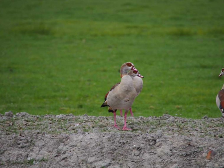 005_haarlem_alphen_aan_den_rijn