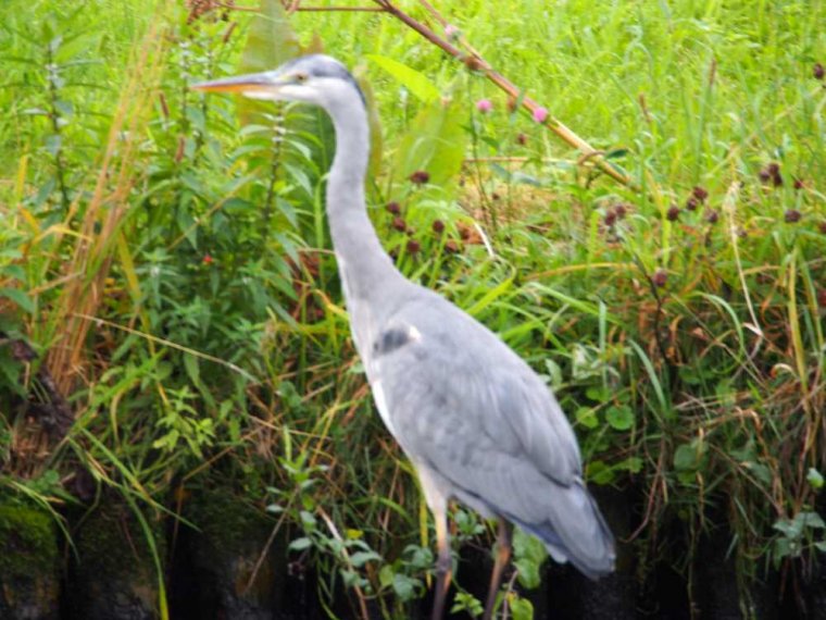 007_haarlem_alphen_aan_den_rijn