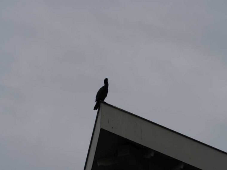 009_haarlem_alphen_aan_den_rijn