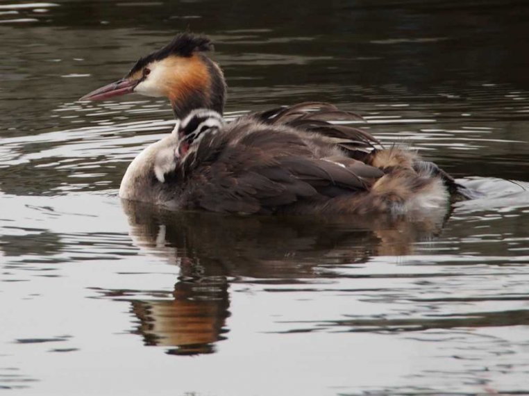 025_waterkant_sept_2016