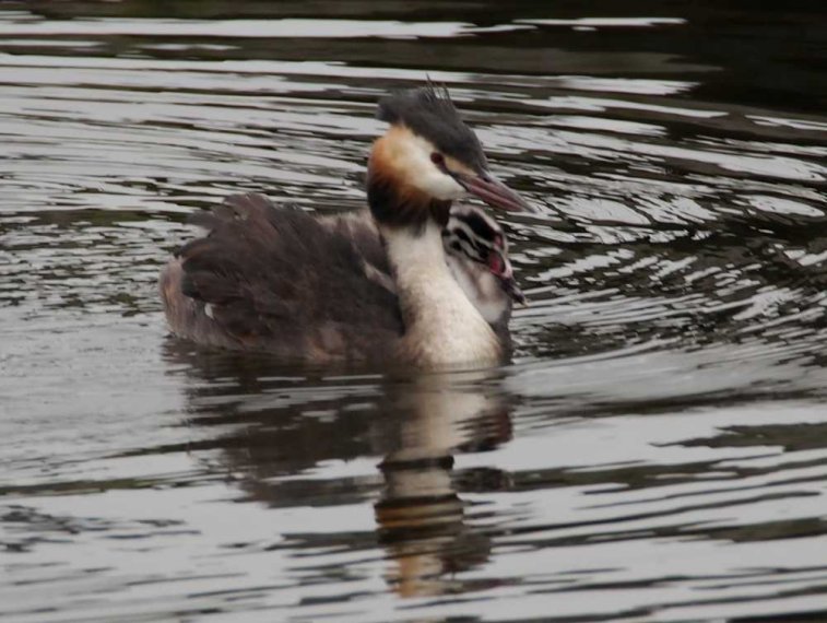 027_waterkant_sept_2016