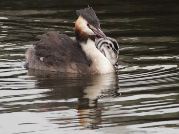 028_waterkant_sept_2016