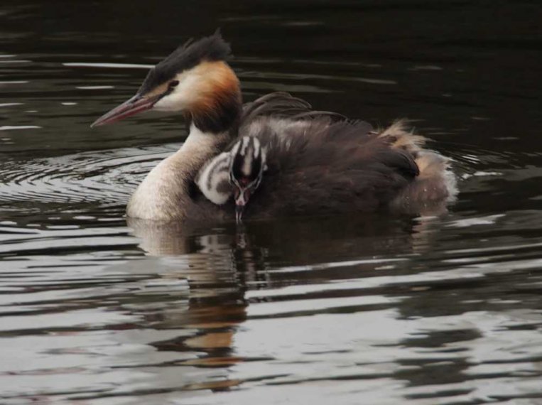 029_waterkant_sept_2016