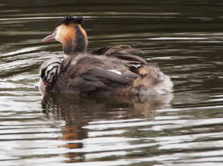 030_waterkant_sept_2016