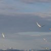 052_bodoe_harstad